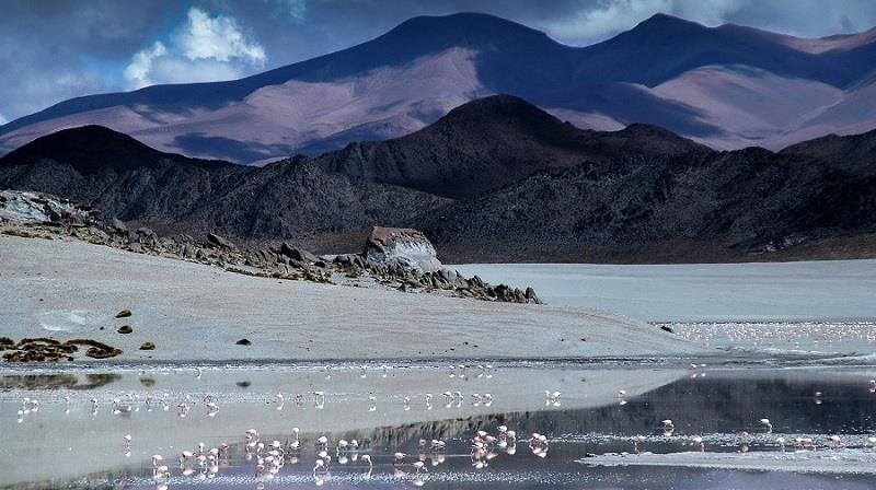 High altitude lakes are home to flamingos, guanacos, llamas and other Puna fauna.