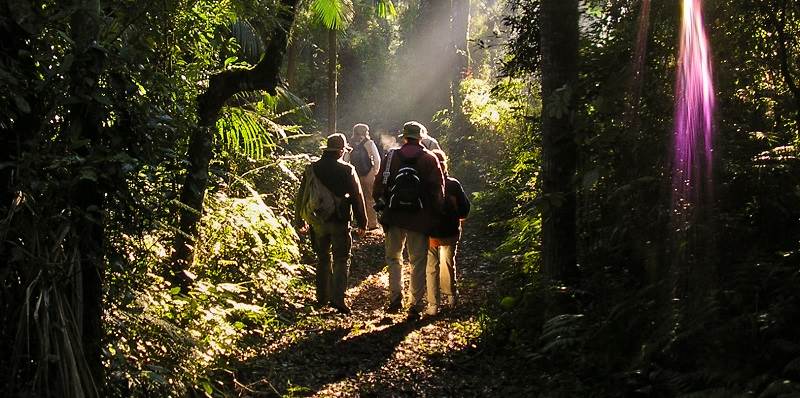 Whether exploring on foot or by boat our expert jungle guides will explain this incredible environment.