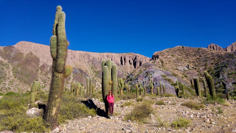 Trekking Salta and touring the surrounding countryside gets you among these huge Cardon cacti.