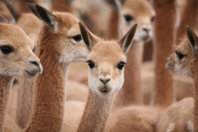 Wild Vicunas in argentina